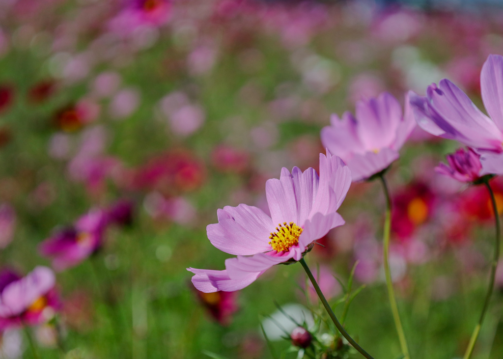 秋桜