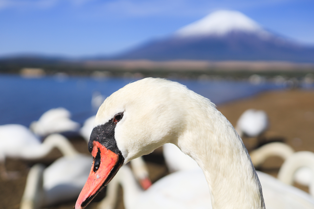 白鳥と富士山
