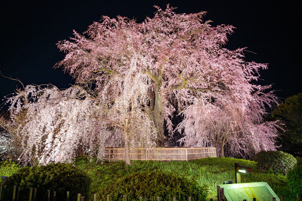 京都 円山公園