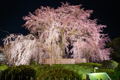 京都 円山公園