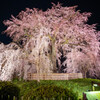 京都 円山公園