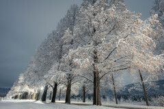 雪のメタセコイア並木