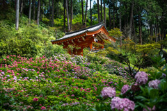 三室戸寺