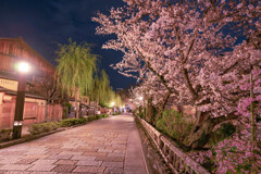 祇園白川通の桜