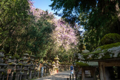 山藤