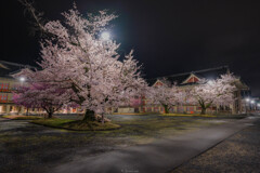 天理の夜桜