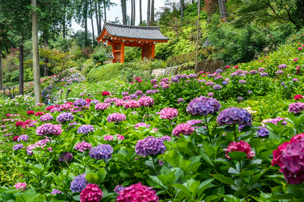 三室戸寺