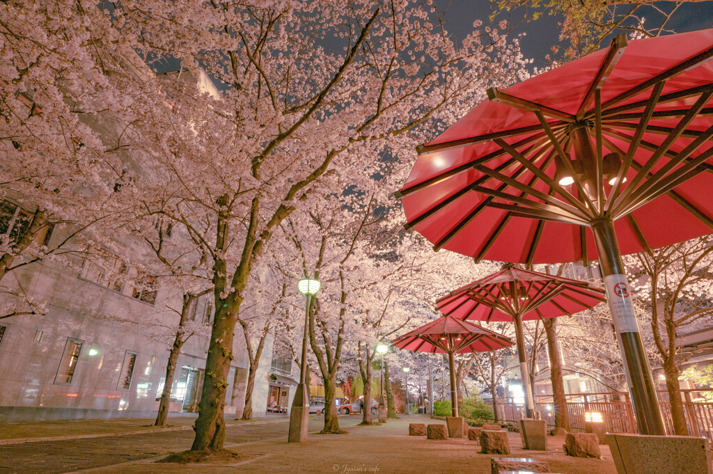 祇園白川通の桜