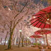 祇園白川通の桜