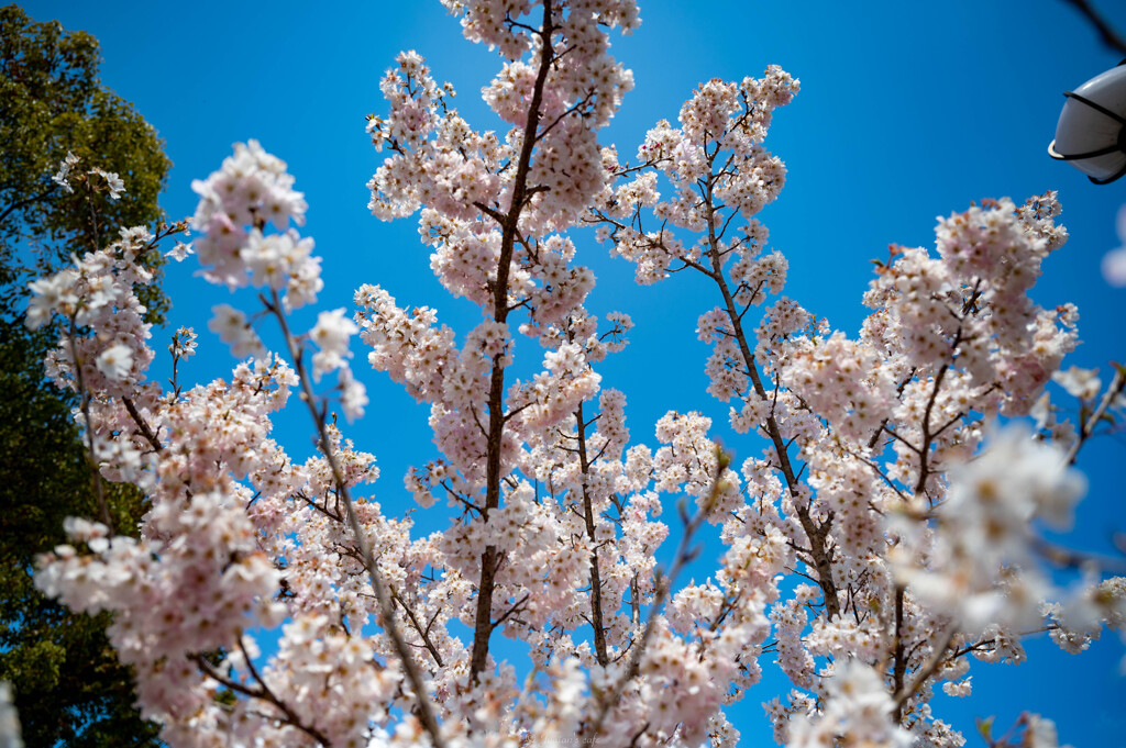 足柄桜