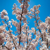 足柄桜