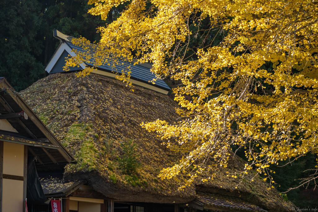 金言寺の大イチョウ