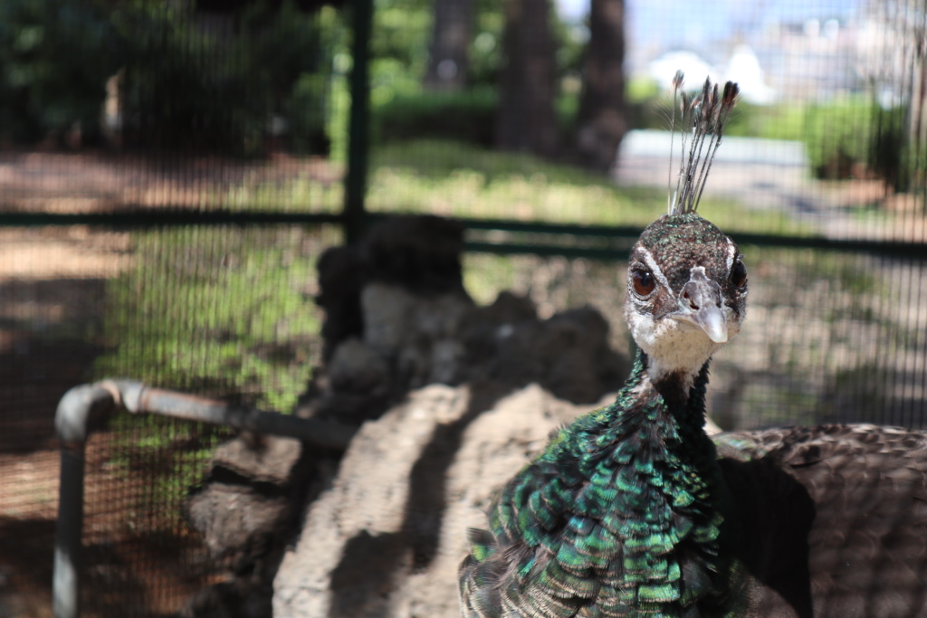 イケメンを撮る