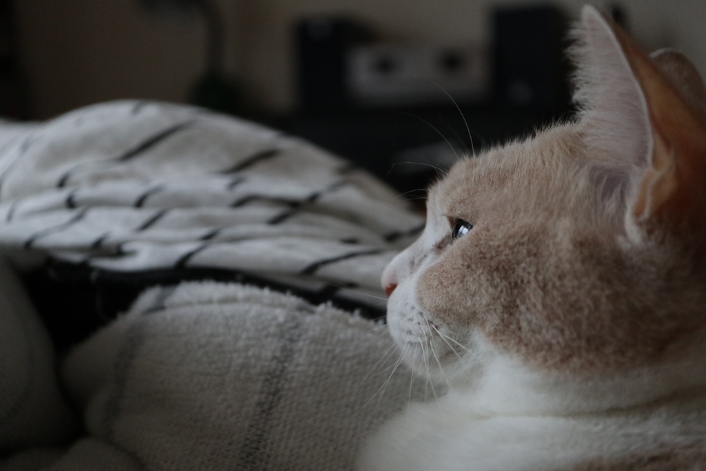 みつめて何思う