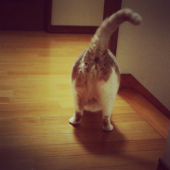 伸び猫(仮)