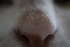 鼻です