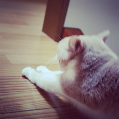 伸び猫(仮)その2