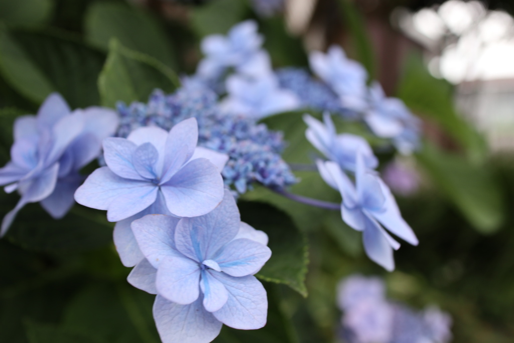 紫陽花
