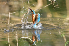 小海老ゲット！