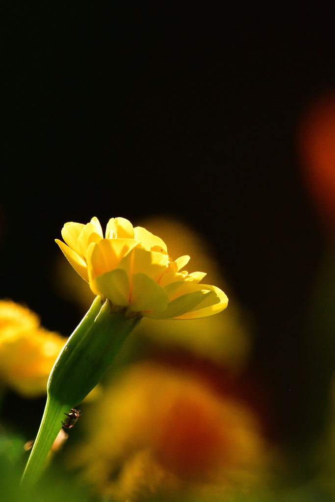 スポットライト