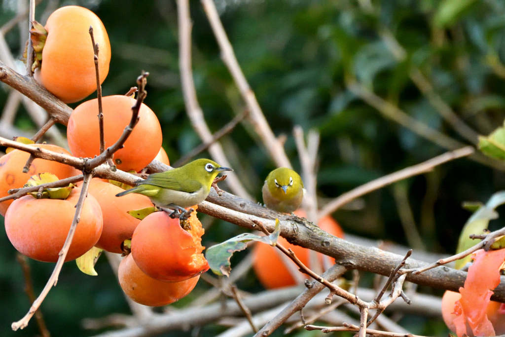 柿の木とメジロ１