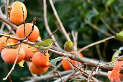 柿の木とメジロ１