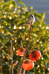 柿の木と雀２