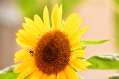 仕事へ行くミツバチ