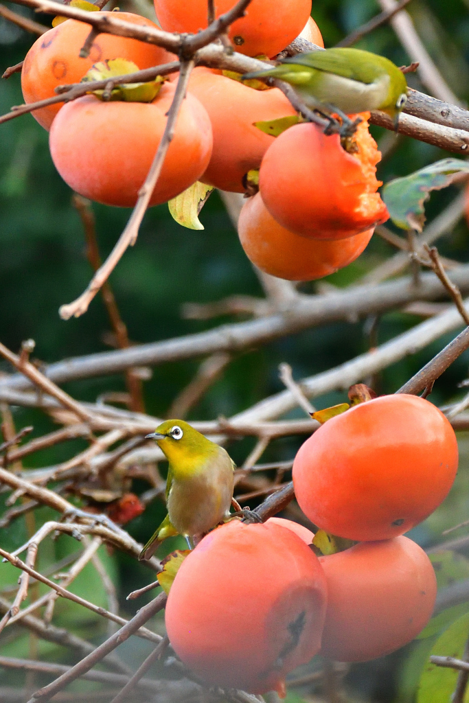柿の木とメジロ３