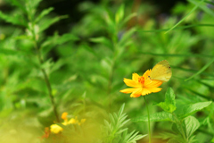 コスモスとモンキチョウ