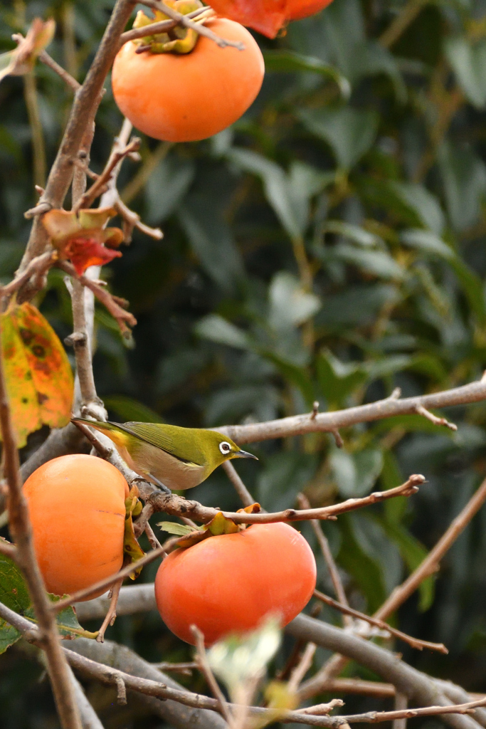 柿の木とメジロ５