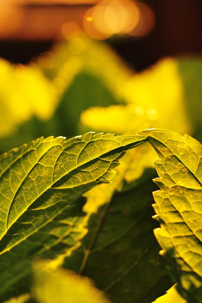 夕暮れの葉っぱ