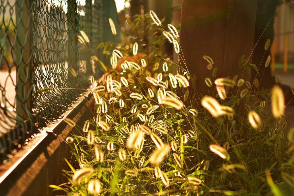 光る猫じゃらし