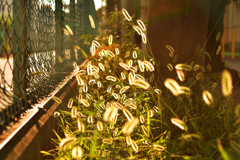 光る猫じゃらし