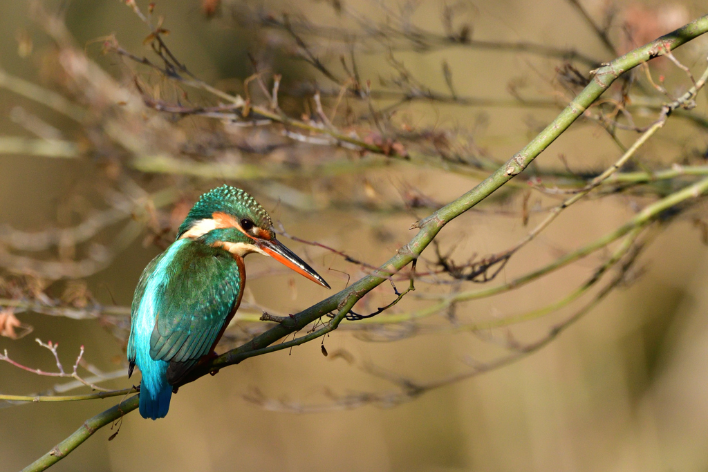 エメラルドグリーン