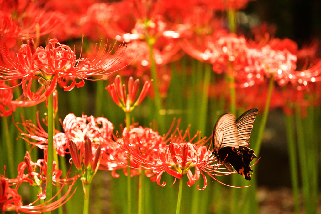 曼珠沙華と黒アゲハ