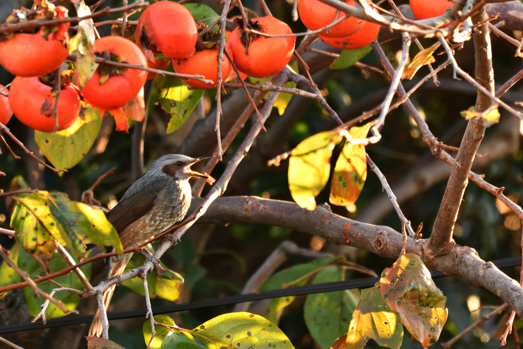 柿の木とひよドリ１