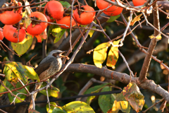 柿の木とひよドリ１