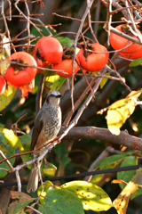 柿の木とひよドリ３
