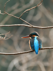 カワセミブルー