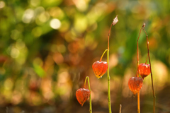 鬼灯（ほおずき）