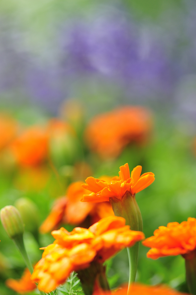 マリーゴールド（橙）