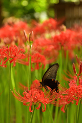 曼珠沙華と黒アゲハ