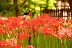 曼珠沙華と黒アゲハ