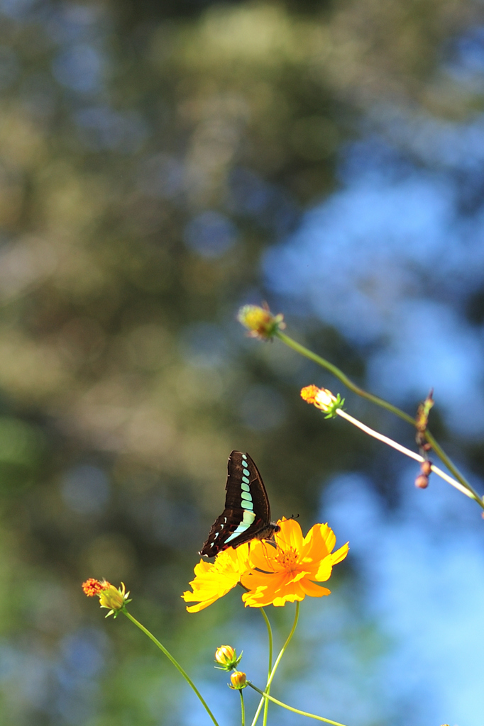 アオスジアゲハ