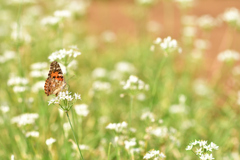 ヒメアカタテハ