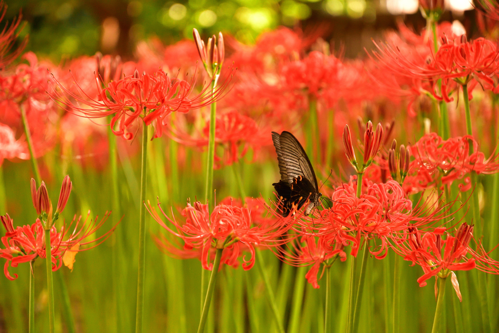 曼珠沙華と黒アゲハ