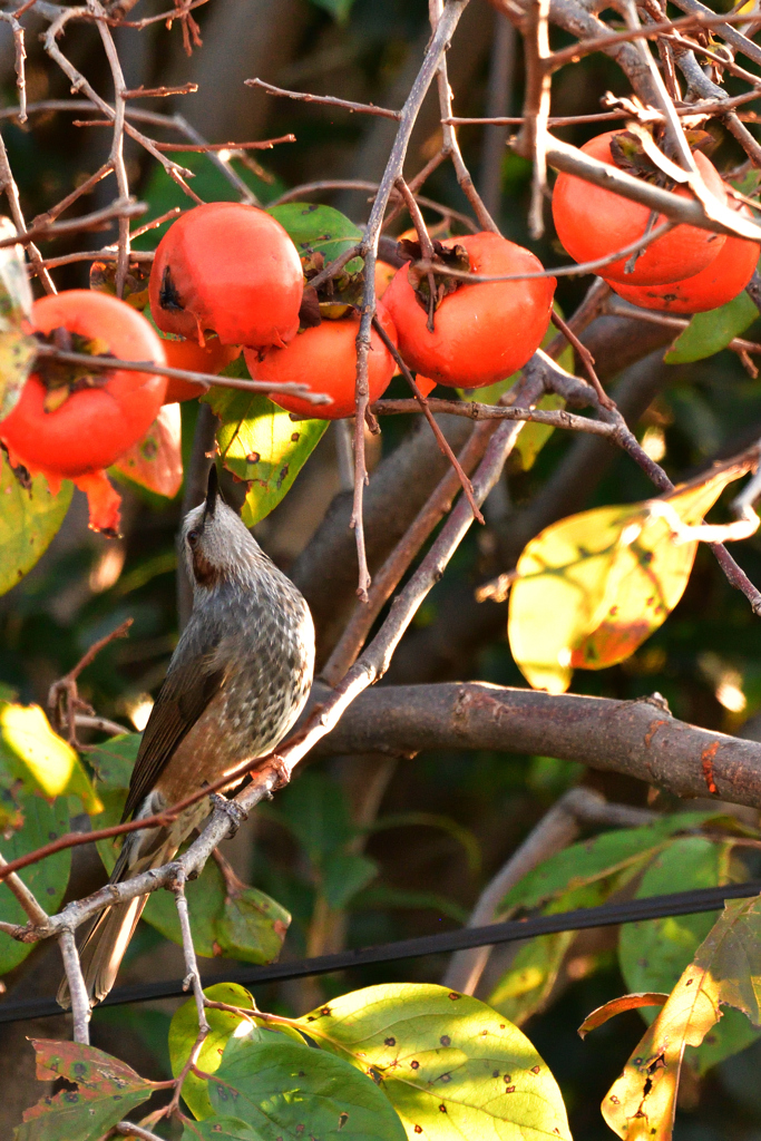 柿の木とひよドリ１