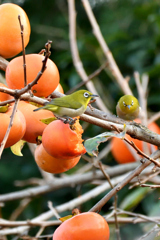 柿の木とメジロ２