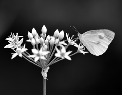 モンシロチョウ